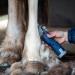 Lister Eclipse Cordless Horse Clipper Cordless Equine Clipper Professional Animal Clipping Clippers for Horses & Cattle Farm Supplies Lightweight Low Vibration Medium Duty Clipping - Buy Online on SooperMarket.com