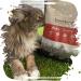 Buy Venandi Animal Premium Chicken Cat Food Grain-Free Dry Food (1.5kg) | Fresh Poultry for Healthy Cats - Buy Online on SooperMarket.com