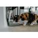 Cat Mate Timed Automatic Feeder Two bowl feeder - Buy Online on SooperMarket.com