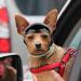 Dog & Cat Motorcycle Helmet - Safety Hard Hat for Pets 17lb-27lb | Black Outdoor Protection - Buy Online on SooperMarket.com