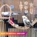 9-Piece Bird Toys Set | Parrot & Budgie Accessories | Cage Rocking Toys & Wooden Platforms for Finches & Lovebirds - Buy Online on SooperMarket.com