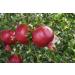 POMEGRANATE || FPG4U || SWEET || HEALTHY SNACKS || 2 PIECES - Buy Online on SooperMarket.com