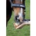 Buy Fresh Horseradish - 2nd Class for Horses (500g) | International Shipping Available - Buy Online on SooperMarket.com