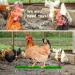 Woiworco Chicken Coop Accessories: 7 Pack Chicken Toys - Xylophone, Swing, Mirror, Pecking, Vegetable Feeder & More - Buy Online on SooperMarket.com