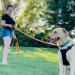 Waterproof Long Line Dog Training Lead - 20m, Suitable for all Sized Dogs - Buy Online on SooperMarket.com