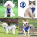 Adjustable Cat Dishes with Leash - Escape Proof Cat Harness & Leash for Kittens & Puppies | International Shipping - Buy Online on SooperMarket.com