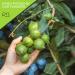 Raw Unsalted Macadamia Nuts (32oz) - Superior Quality, Freshly Packed, Healthy Snack - Keto Friendly, Vegan, Kosher - Buy Online on SooperMarket.com