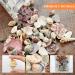 Weoxpr 200pcs Assorted Sea Shells for Fish Tank, Home Decor, Beach Theme Party, Candle Making, Wedding Decor - Natural Ocean Beach Seashells in Various Sizes for DIY Crafts - Buy Online on SooperMarket.com