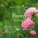 Caswell-Massey Peony Perfume Discovery Classic Floral Scent Luxurious & Long-Lasting Fragrance for Women Travel Size Vial Perfume for Women 0.25 Fl Oz Peony 0.25 Fl Oz (Pack of 1) - Buy Online on SooperMarket.com