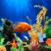 UEETEK 6-Pack Multicolor Sea Star & Coral Aquarium Decor - Realistic Fake Ornaments for Fish Tank Decoration - Buy Online on SooperMarket.com