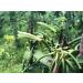 Buy Mandoi Organic Bourbon Vanilla Pods - 5 Premium Madagascar Pods (15-16 cm) - Free Worldwide Shipping - Buy Online on SooperMarket.com