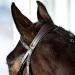 HORZE Prescott Figure 8 Bridle - Brown, Horse Size - Buy Online on SooperMarket.com