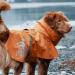 Hurtta Monsoon Dog Raincoat - Waterproof Jacket for Dogs with Reflectors | Orange 80 cm (32 in) - Best Protection Against Rain - Buy Online on SooperMarket.com