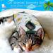 3 Pieces Cat Recovery Suit Kitten Recovery Suit E-Collar Alternative for Cats and Dogs Abdominal Skin Anti Licking Pajama Suit Multi Style Medium - Buy Online on SooperMarket.com