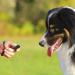 Truepets Dog Clicker Set - Flexible Hand Loop Clickers for Effective Dog Training - Clicker DOOG (Black/Blue) - Buy Online on SooperMarket.com
