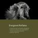 iGroom Evergreen Pet Perfume 100ml - Luxury Beauty Care with Clean Botanical Scent | Long Lasting Formula | Made in USA - Buy Online on SooperMarket.com