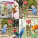 MQUPIN Bird Chewing Toy for Small Parrots - Multicolored Wooden Blocks - Ideal for Cockatiels & African Greys (S-20 inch) - Buy Online on SooperMarket.com