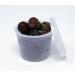 Vito's Deli Container with Lid 4oz (50 Pack) - Food Storage Solution - Buy Online on SooperMarket.com