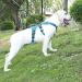 Buy Belpro Multi-Purpose Dog Harness - No Pull Reflective Adjustable Vest for Large Dogs - Durable Handle & Dog Dishes - Ideal for Active Dogs (Blue M) - Buy Online on SooperMarket.com
