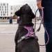 DOG Copenhagen Comfort Walk Pro Harness - Size XL Black - Buy Online on SooperMarket.com