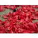 Buy Mandoi Organic Whole Mace (Macis) - 25g | Premium Nutmeg Flowers from Indonesia - International Shipping - Buy Online on SooperMarket.com