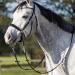 QHP Bitless Bridle Sunna - Pony Size Black | International Shipping Available - Buy Online on SooperMarket.com