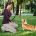 Fannas Dog Whistle - 2 Pack Adjustable High Frequency Dog Training Whistles with Free Pipe Band - Loud & Effective Recall Trainer - Black/Red - Buy Online on SooperMarket.com