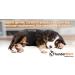Thundershirt Pink XL Dog Anxiety Jacket - XL UK Size - Buy Online on SooperMarket.com
