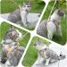 Lukovee Cat Harness and Leash for Walking - Adjustable Escape Proof Vest with Reflective Strips - Lightweight Step-in Jacket for Cats - XXS - Orange - Buy Online on SooperMarket.com