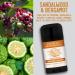 American Provenance Eucalyptus & Mint Sandalwood & Bergamot Bay Rum & Lime and Lemongrasss & Marjoram Deodorant Bundle - Buy Online on SooperMarket.com