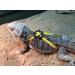 Soft Suede Adjustable Reptile Lizard Harness Leash Adjustable Light Soft Fashion (Yellow) - Buy Online on SooperMarket.com