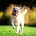 Chuckit! Ultra Tug Dog Toy | Large Rubber Ball Interactive Fetch & Tug Toy - Buy Online on SooperMarket.com