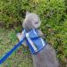 Cat Leash with Dishes - Reflective Patrols & Breakout Safety for Cats | International Shipping - Buy Online on SooperMarket.com