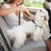 Adjustable Black Dog Seat Belt with Elastic Bungee Buffer - Car Travel Accessories - Buy Online on SooperMarket.com