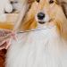 F Fityle Stainless Steel Dog & Cat Comb - Ideal for Long & Short Hair Pet Grooming Tool for Kittens & Small Animals - Buy Online on SooperMarket.com