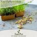 SaatPur ORGANIC Sprouts Assortment | 4 Varieties: Red Energy Mix Radish Red Cabbage Basil Beetroot - International Shipping Available - Buy Online on SooperMarket.com