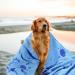 LLMSix Extra Absorbent Dog Towels - Large Microfiber Pet Towels for Small & Large Dogs/Cats (140x70cm) - Quick Drying & Soft - Buy Online on SooperMarket.com