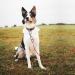 Dog Tie Out Cable and Stake Heavy Duty Dog Tie Out Stake Sturdy Dog Lead Stake Dog Camping Stake for Outdoor Yard and Camping Puppy Pet and Medium Dogs Red - Buy Online on SooperMarket.com