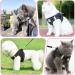 Adjustable Cat Dishes Set - Breathable Mesh & Soft Lining for Cats Kittens Dogs & Puppies (XS Black) - Ideal for International Shipping - Buy Online on SooperMarket.com