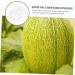 SUPVOX 12 pcs Creative Shaped Melon Vegetable Pumpkin Growing Moldfruit Shaper Adorable Fruits - Buy Online on SooperMarket.com