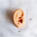 Model Medical Teaching Model Soft Silicone Tube Model for Teaching - Silicone Tube Model for Acupuncture - Simulation for Earpicking Practice Stud Earrings - Buy Online on SooperMarket.com