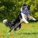 Tough Tug-of-War Flying Disc Toy for Dogs | SuperChewy Strong Natural Rubber Frisbee | Durable Chew Toy for Aggressive Chewers | Large Size 22 cm - Buy Online on SooperMarket.com