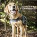 OneTigris Hoppy Camper 2.0 Dog Backpack - Tearproof Hiking & Camping Pack for Medium/Large Dogs (M Grey) - Buy Online on SooperMarket.com
