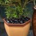 Hisredsun 3.96 lb Black Polished Stones Natural River Pebbles Gravel for Aquarium Flowerpot Landscaping Vase Fillers and Garden Decoration 1.8 Kilograms Black - Buy Online on SooperMarket.com