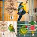 Onebarleycorn Budgie & Parrot Toy Set - 7 Wooden Bird Toys Swings & Canaries for Happy Pet Playtime - Buy Online on SooperMarket.com