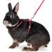Buy Karlie Art Sportiv Plus Rabbit Harness & Leash - Red 140 cm | Durable Comfortable eCommerce Shipping Worldwide - Buy Online on SooperMarket.com