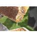 Pure Raw Honey with Pollen & Beeswax - 1kg Unheated & Natural | Premium Angel Root Honey - Buy Online on SooperMarket.com