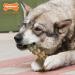 Nylabone Extreme Power Chew Gator Tail Alternative Dog Chew Toy Chicken Flavour - Large/Giant (Up to 23kg) - Buy Online on SooperMarket.com