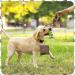 Portable Dog Training Treat Bags - Hands-Free Snack Dispenser for Dogs (2 Pack Green & Brown) - International Shipping Available - Buy Online on SooperMarket.com