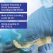 OP Surgical Glove Pure Latex Sterile Powdered Size 8.5 x50pairs - Buy Online on SooperMarket.com